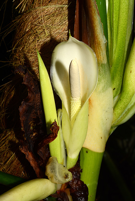 Philodendron moonenii