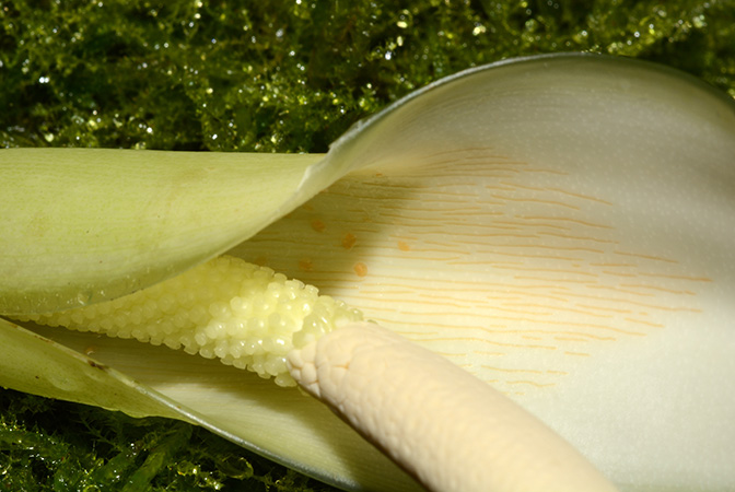 Philodendron moonenii