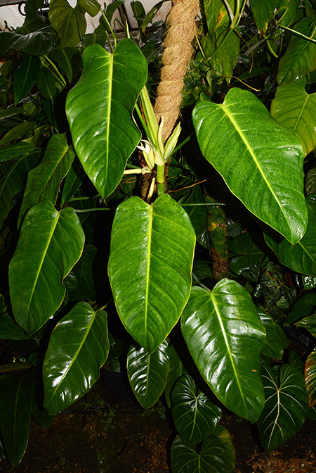 Philodendron moonenii