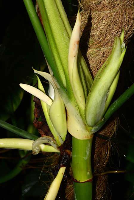 Philodendron moonenii