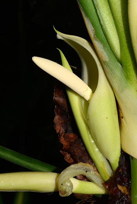 Philodendron moonenii