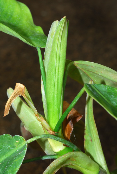 Philodendron moonenii