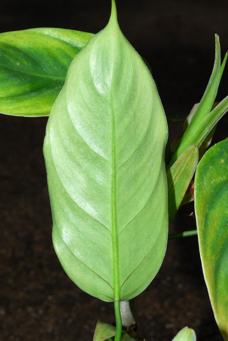 Philodendron moonenii