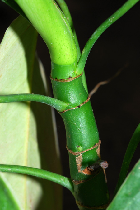 Philodendron moonenii