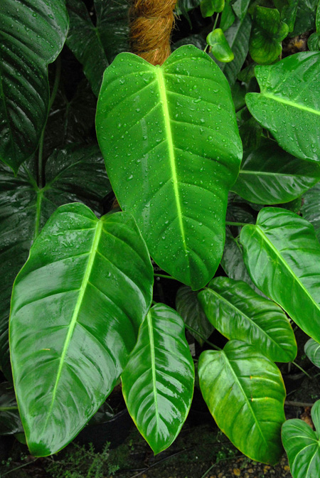 Philodendron moonenii