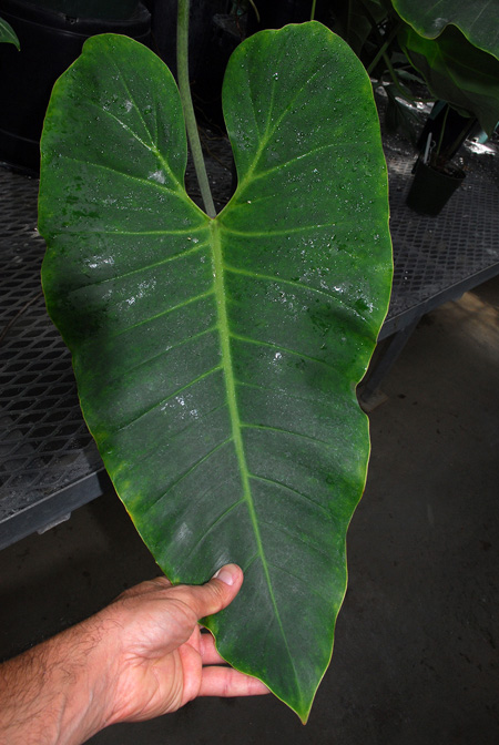 Philodendron myrmecophilum