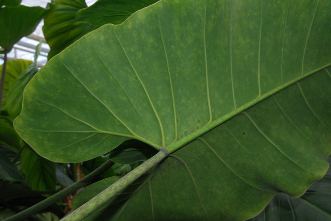 Philodendron myrmecophilum