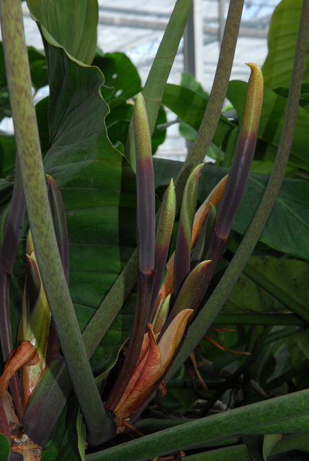 Philodendron myrmecophilum