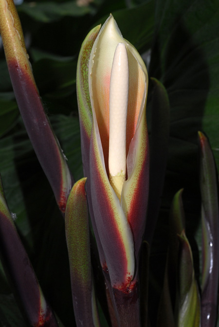 Philodendron myrmecophilum