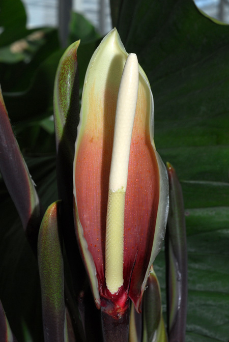 Philodendron myrmecophilum