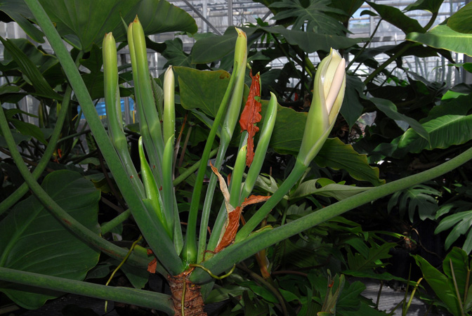 Philodendron myrmecophilum