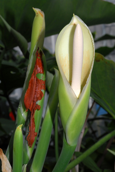 Philodendron myrmecophilum