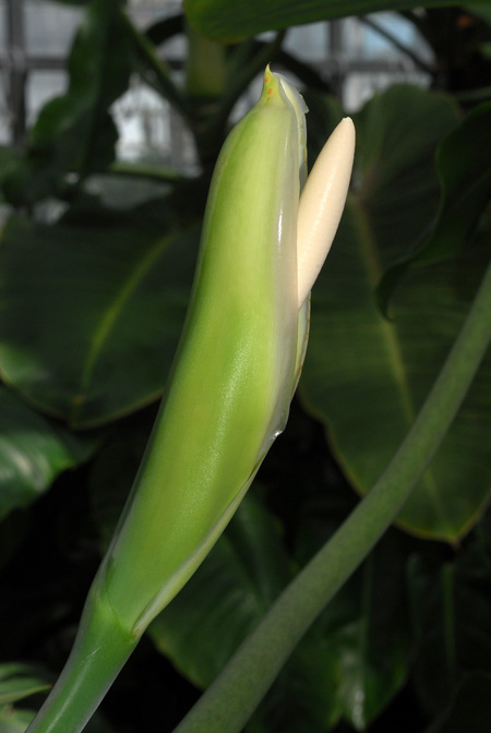 Philodendron myrmecophilum