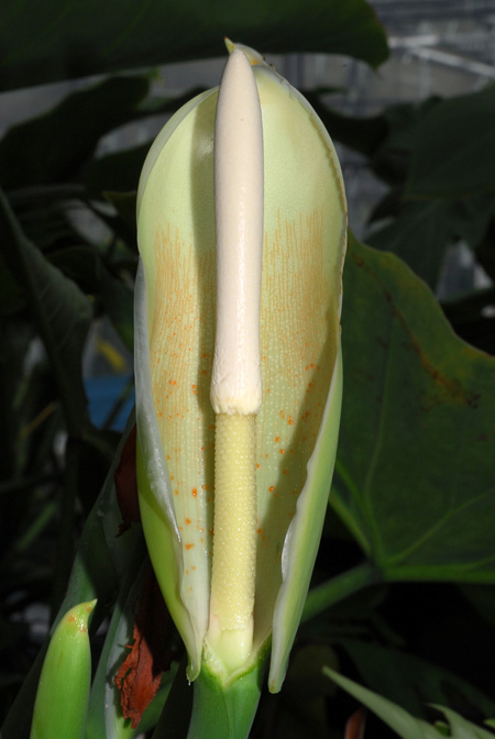 Philodendron myrmecophilum