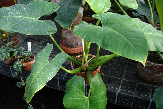 Philodendron myrmecophilum
