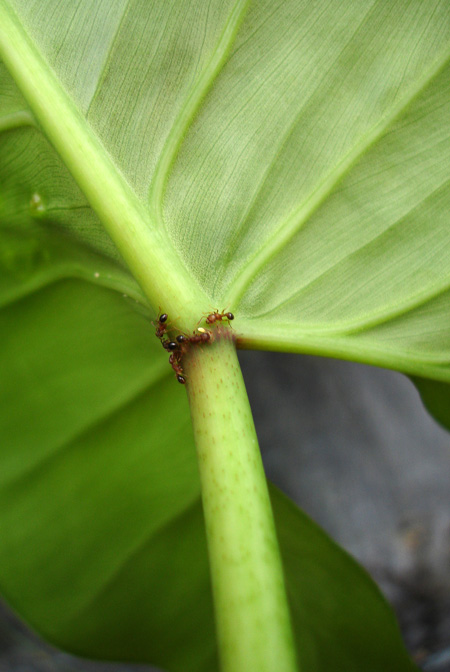 Philodendron myrmecophilum