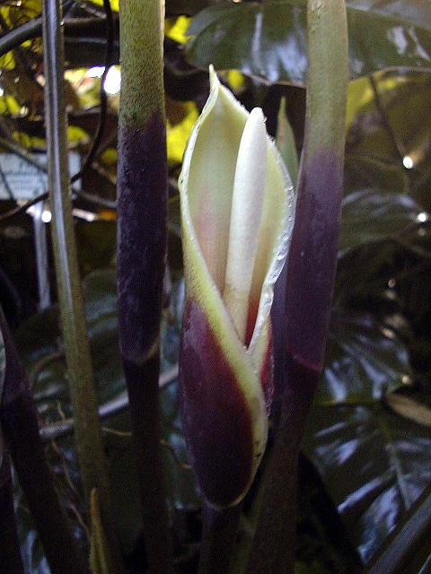 Philodendron myrmecophilum