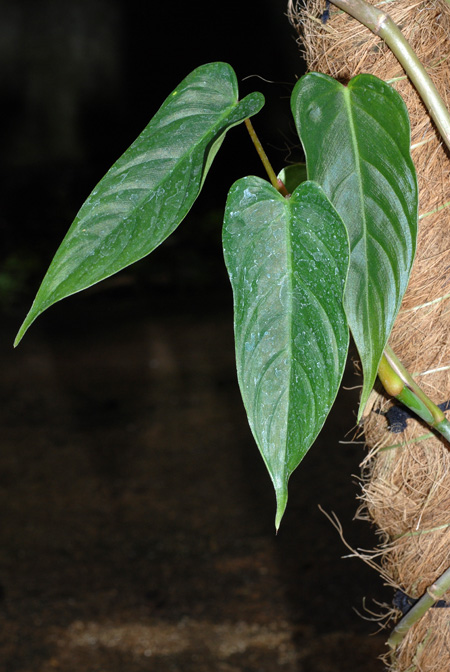 Philodendron nanegalense