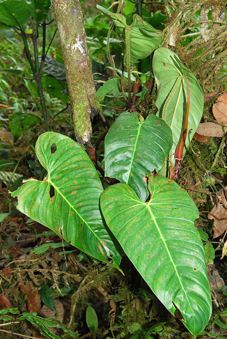 Philodendron nanegalense