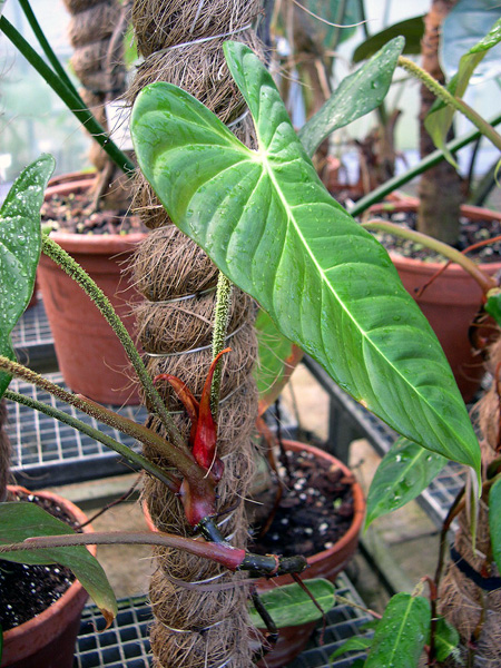 Philodendron nanegalense