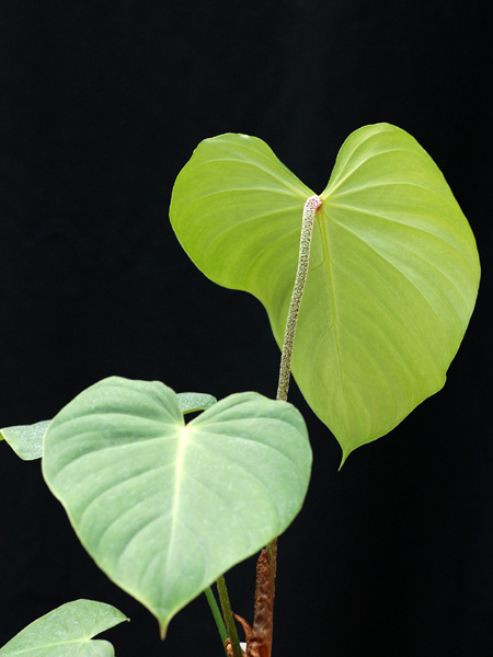 Philodendron nangaritense