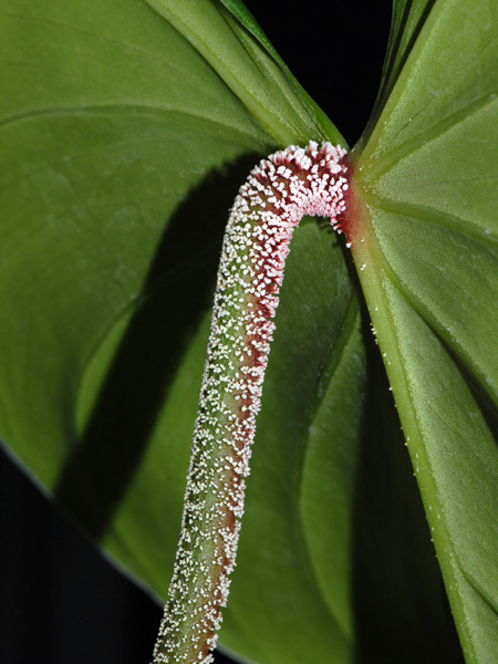 Philodendron nangaritense