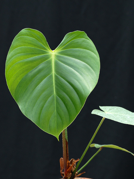 Philodendron nangaritense