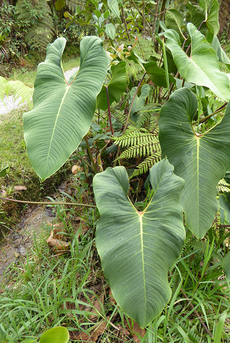 Philodendron narinoense