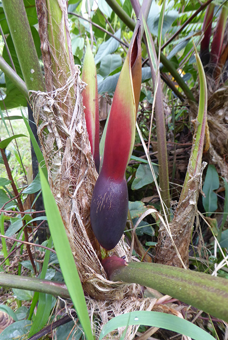 Philodendron narinoense