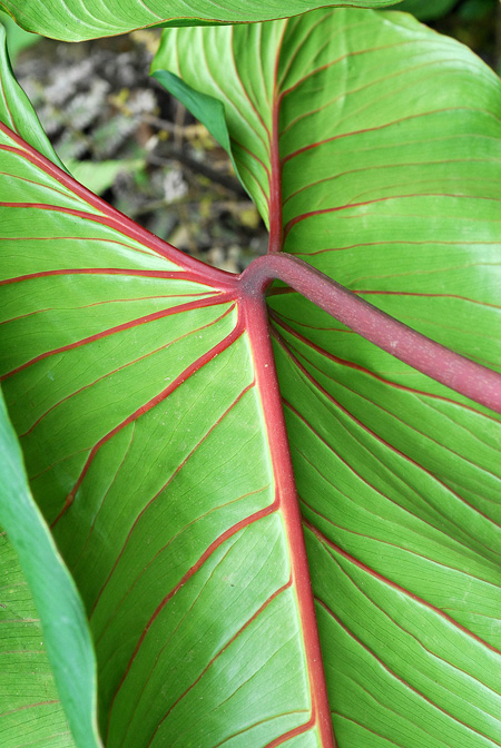 Philodendron narinoense