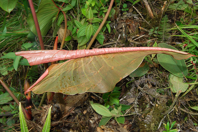 Philodendron narinoense