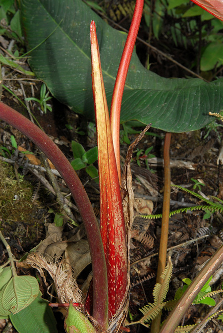 Philodendron narinoense