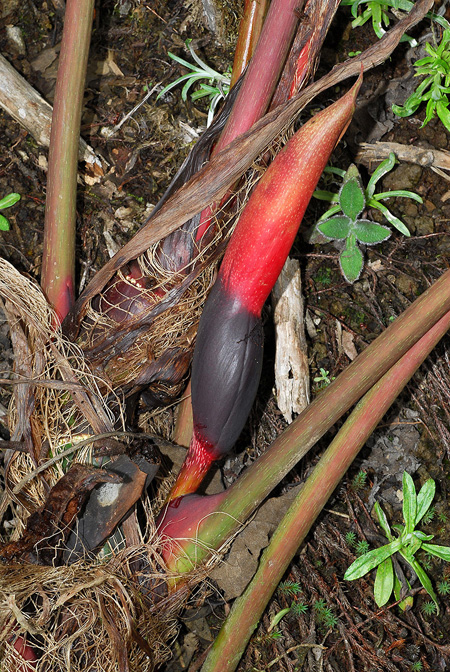 Philodendron narinoense