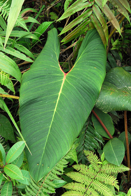 Philodendron narinoense