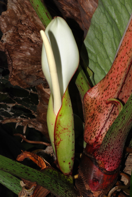 Philodendron neglectum
