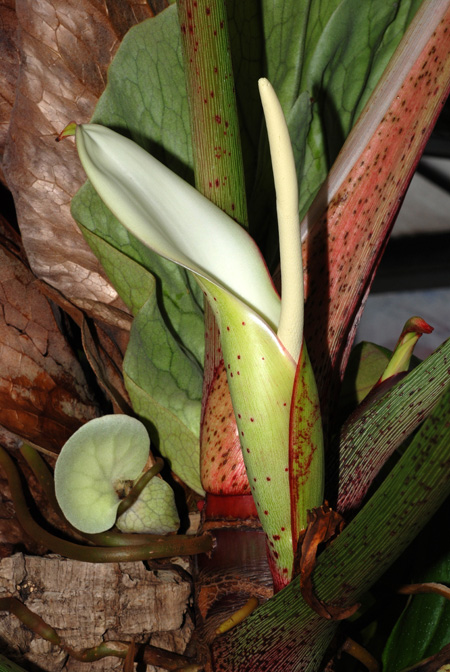 Philodendron neglectum