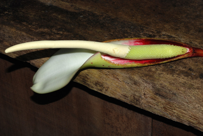 Philodendron neglectum