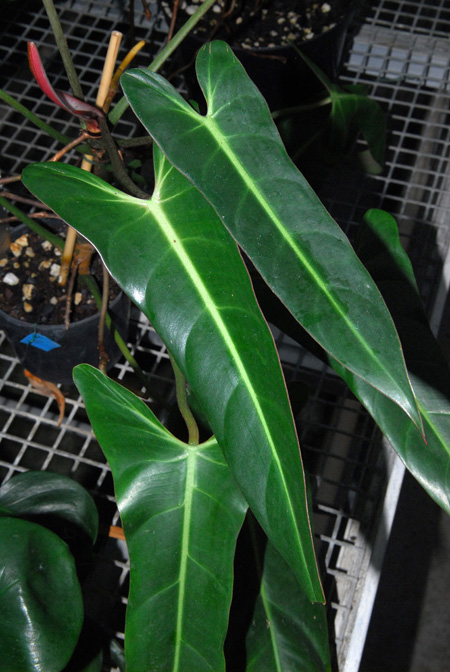 Philodendron neglectum