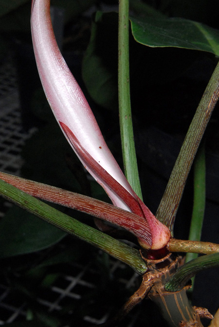 Philodendron neglectum