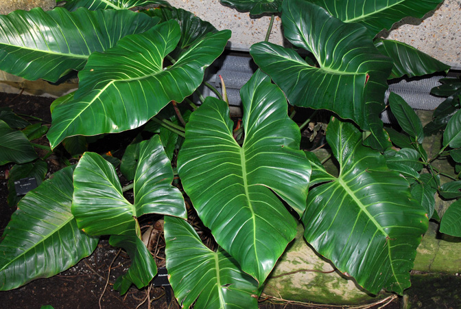 Philodendron neglectum