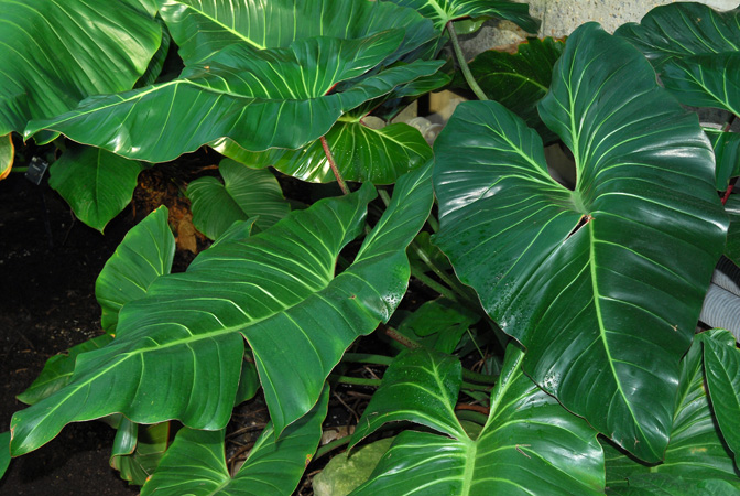 Philodendron neglectum