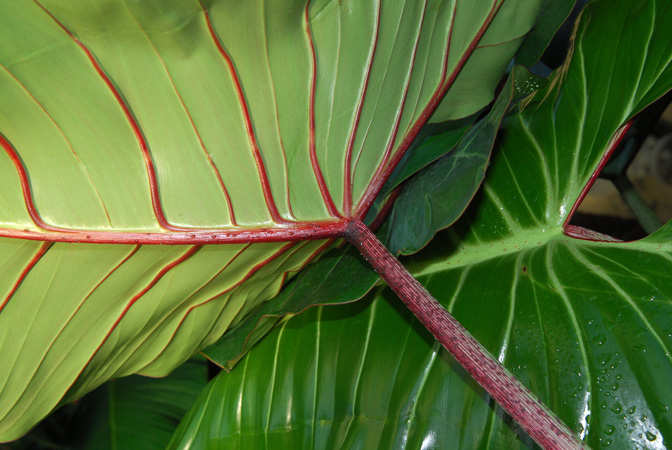 Philodendron neglectum