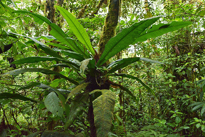 Philodendron oblanceolatum