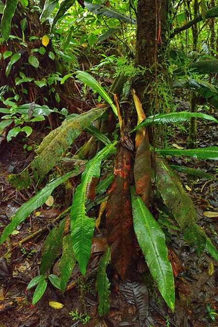 Philodendron oblanceolatum