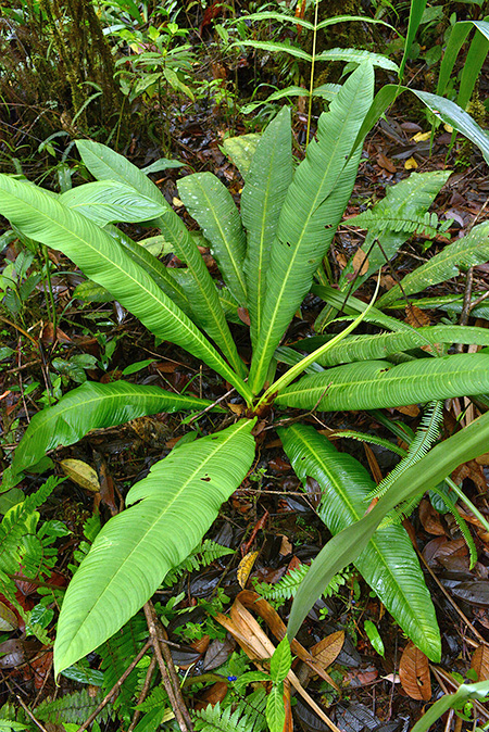 Philodendron oblanceolatum