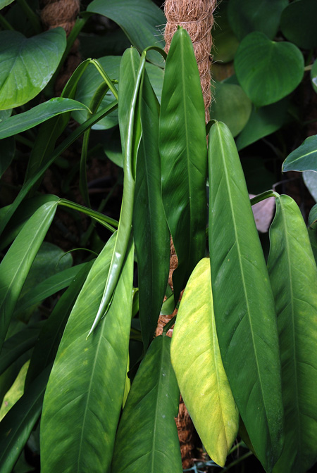 Philodendron oblongum