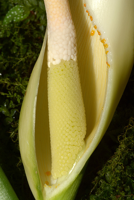 Philodendron oblongum
