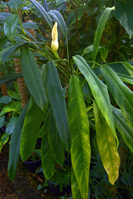 Philodendron oblongum