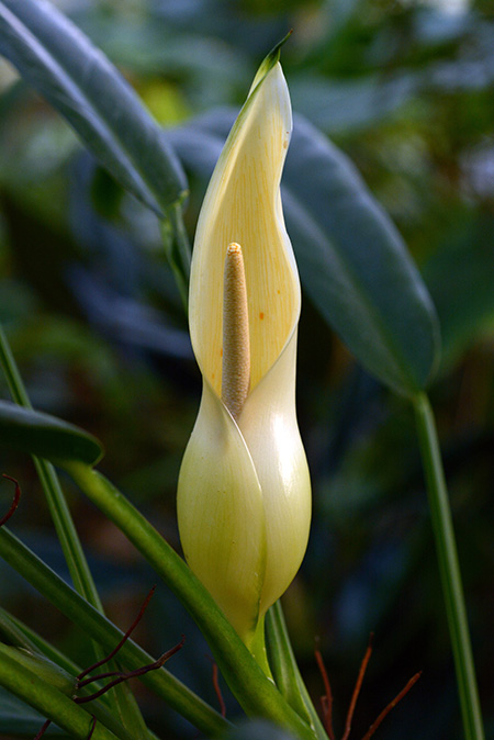Philodendron oblongum