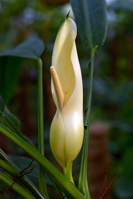 Philodendron oblongum